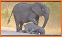 Jovial Calf Elephant Escape related image