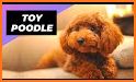 Cute Wallpaper Toy Poodle Puppy Theme related image