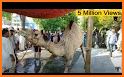 Eid Qurbani Photo Frame HD 2021 related image