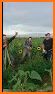 Boys in sunflowers related image