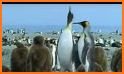 King penguin related image