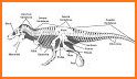 Dinosaur Guide: Paleontology related image