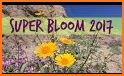 Anza-Borrego Wildflowers related image