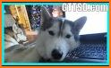 Cute Dog Keyboard related image