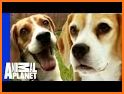 Beagle related image