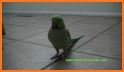 Birds Ping Pong related image