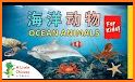 Sea Animals - DuDu Kids多多海洋动物 related image