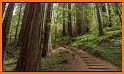 Muir Woods National Monument related image