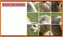 Guess the Animal Puzzle related image