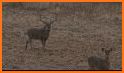 Deer Hunting Call Sounds related image