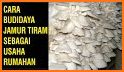 tips menanam jamur tiram related image