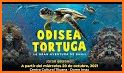 Estilo Tortuga - Sagas y Películas related image