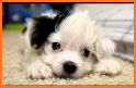 Puppy Wallpapers related image