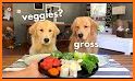 Dog Safe Foods (Premium) related image