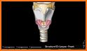 Larynx ID related image