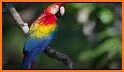 Scarlet Macaw Pictures related image