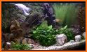 Peaceful Aquarium HD related image