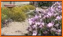 Inner Garden: Desert Garden related image