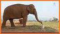 Elephant related image