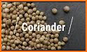 Coriander related image