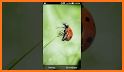 Ladybug Garden Live Wallpaper related image