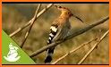 Hoopoe related image