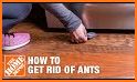 Ant Control related image