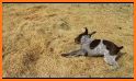 Puppy Pointer Run related image