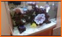 Marine Aquarium 3.3 PRO related image