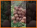 longan VJZ06 related image