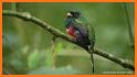 Birds of Ecuador related image