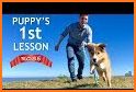 Dog Training related image