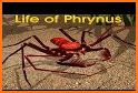 Life of Phrynus - Whip Spider related image