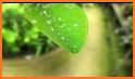 Water Drop Leaf Theme related image