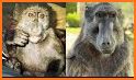 Baboon related image