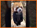 Rocky Red Panda's Professions Puzzle related image