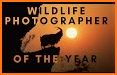 WildPapers - Wildlife Photography Wallpapers related image