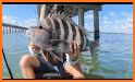 Sheepshead related image