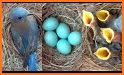 Blue Bird NEST related image