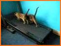 Cat Jumping: Kitten Up, Square Cat Run, Kitten Run related image