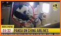 Baby Panda's Airplane related image