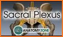 Anatomist - Anatomy Quiz Game related image