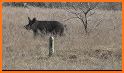 REAL Hog Calls - Hog Hunting related image