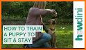 How to Train Your Dog related image