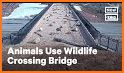 Wildlife crossing related image