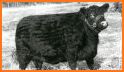 American Shorthorn Association related image