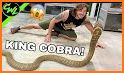 KINGCOBRA related image