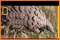 Pangolin's Puzzle related image