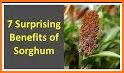 Sorghum Camera related image