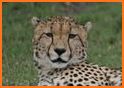 Cheetah Sounds - Best Cheetah Ringtones related image